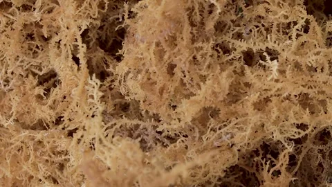 Drying process of sea moss Stock-Footage 291775214