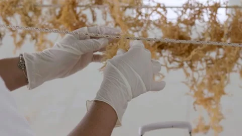 Drying process of sea moss Stock-Footage 291775216