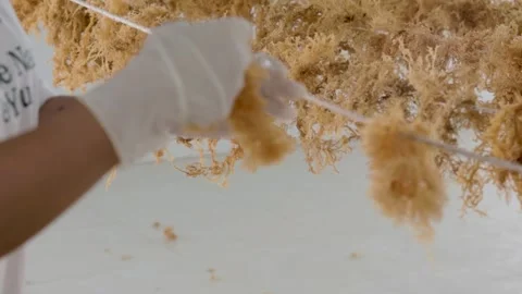 Drying process of sea moss Stock-Footage 291775244
