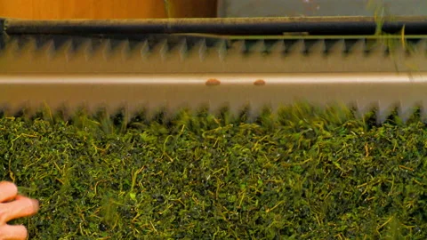 Drying process of tea leaves in Taiwanese factory. Close-up lockdown Stock Footage 130500062