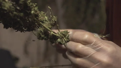 Drying process of thc-free hemp in bio farm Stock Footage 316538872