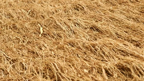 The drying process of tobacco leaves under the sun. Vidéo 291856838