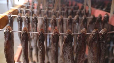 Drying processed fish at a fish factory. Fish Factory. Juicy Fish is Dried in Stock Photos