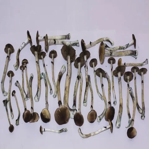 Drying psilocybin mushrooms. 4K UHD timelapse. Stock Footage 69634161