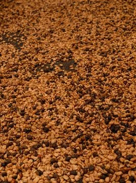 Drying pure coffee beans background seeds macro Stock Photos
