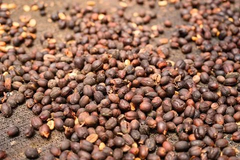 Drying pure coffee fruits pattern seeds closeup Stock Photos