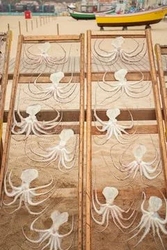 Drying raw filets of octopus cutlets hanging Stock Photos