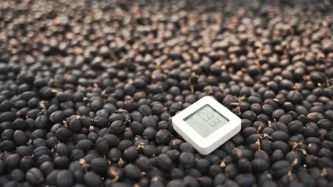 Drying red berries coffee bean process by sunlight Stock Footage 148643639