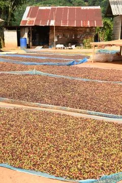 Drying red berries coffee Stock Photos