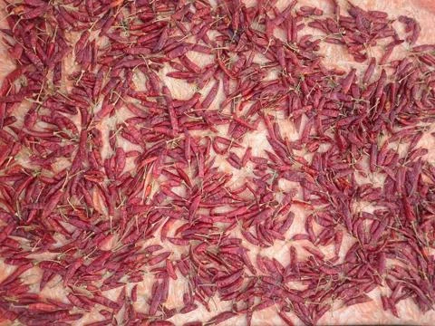 Drying red chilly in the sunlight Stock Photos