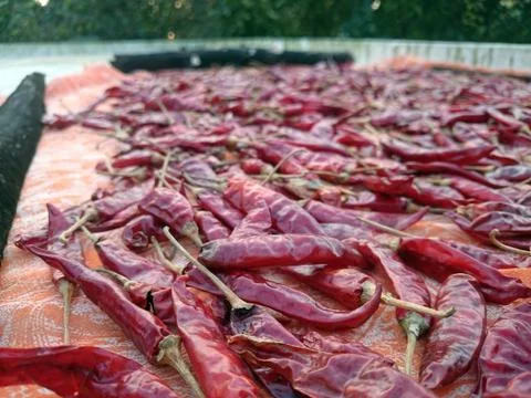Drying red chilly in the sunlight 写真素材