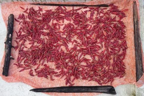 Drying red chilly in the sunlight Stock Photos