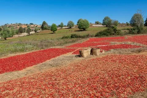 Drying red hot chili pepper in myanmar. On the way from Kalaw to Inle Lake. Stock Illustration