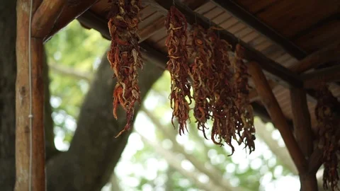 Drying red peppers Stock Footage 98208735