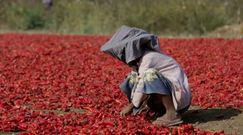 Drying Red Peppers in Myanmar Stock Footage 36417348