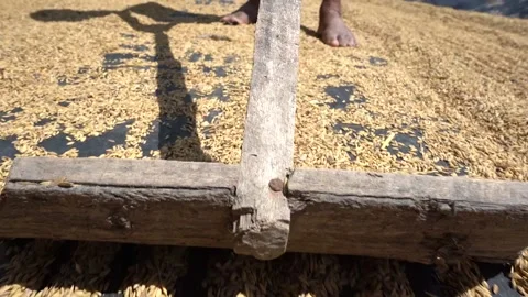 Drying rice Stock Footage 221879133