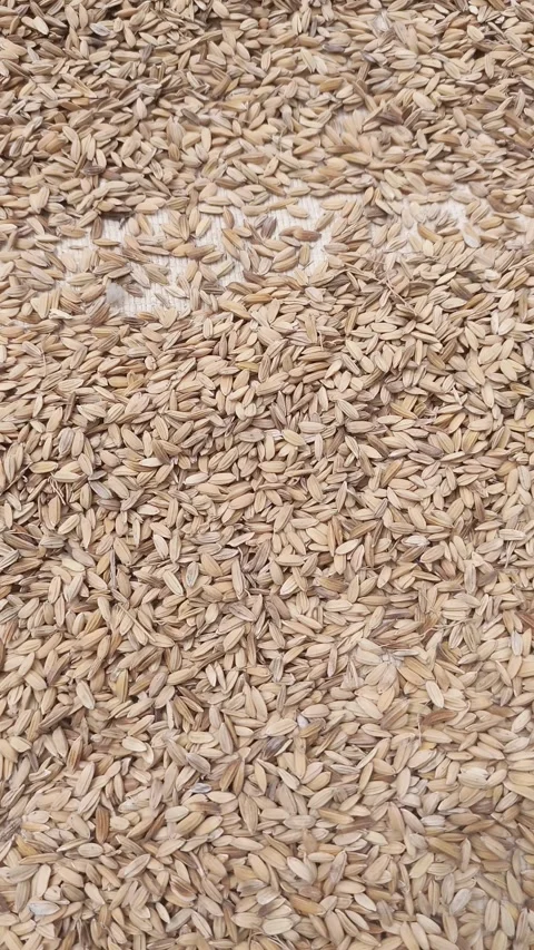Drying Rice Stock Footage 240277581