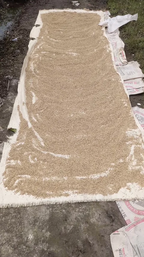 Drying Rice Stock Footage 240277732