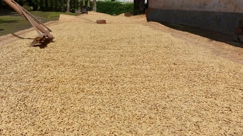 Drying rice grain Stock Footage 229773303