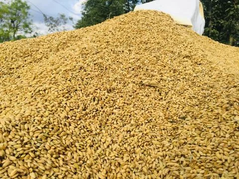 Drying of the rice grain in the sunlight after harvest.traditional farming. 写真素材
