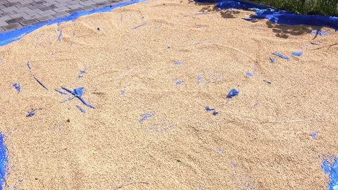 Drying Rice, Highlights around Bali 스톡 동영상 100793157