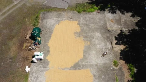 Drying rice in the open air Stock Footage 130954970