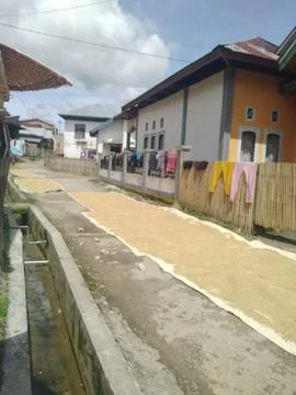 Drying rice Stock Photos
