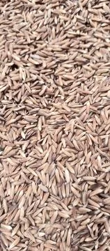 Drying Rice Foto stock