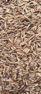 Drying Rice Foto stock