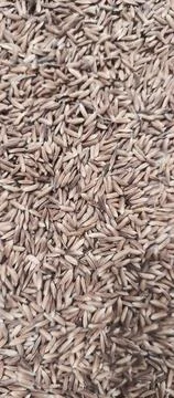 Drying Rice Foto stock