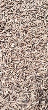 Drying Rice Foto stock