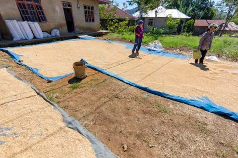 Drying rice on the side of the road Stock Photos