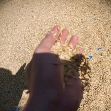 Drying rice yields Stock Photos