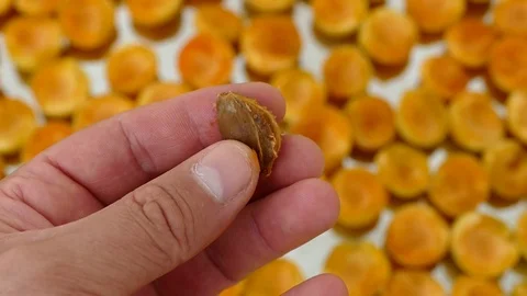 Drying the ripe apricots in the sun,making dried fruits,apricot drying at home Stock Footage 112601014