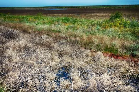 A drying river in the spring steppe Foto stock