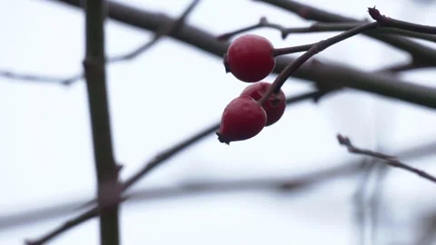 Drying rose hips on a blue background. 스톡 동영상 300760706