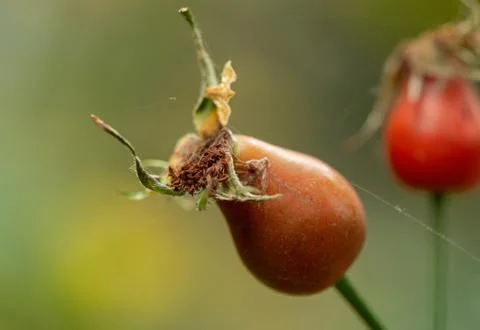 Drying rosehip and cobweb Stock Photos