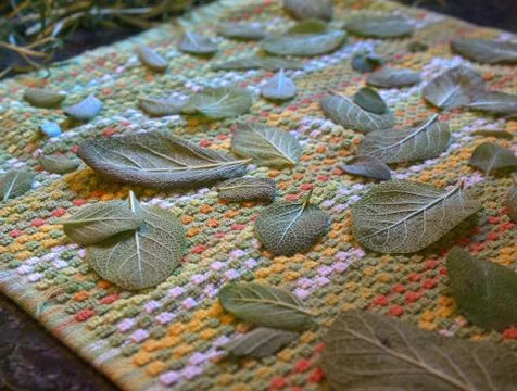Drying sage leaves Stock Photos