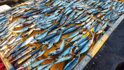 Drying salted fish, drying raw fish for salting in the hot sun. Drying fish.. Stock Photos