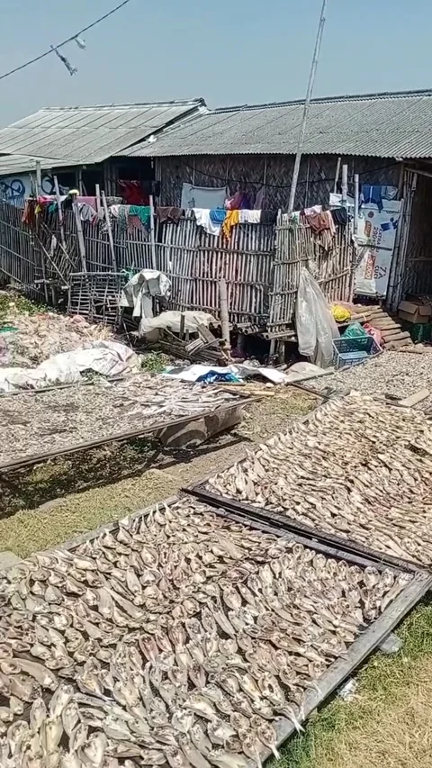 Drying salted fish 動画素材 205451018