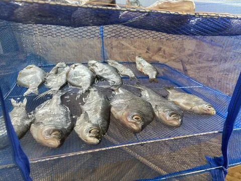 Drying salted fish for jerky Stock Photos