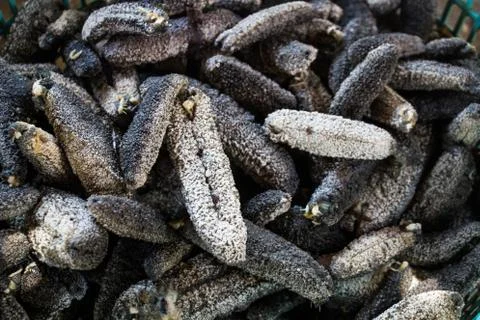 Drying Sea Cucumber Foto stock