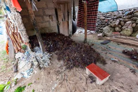 Drying Seaweed Stock Photos