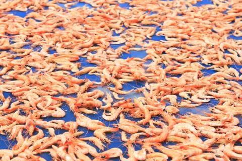 Drying shrimps . Stock Photos