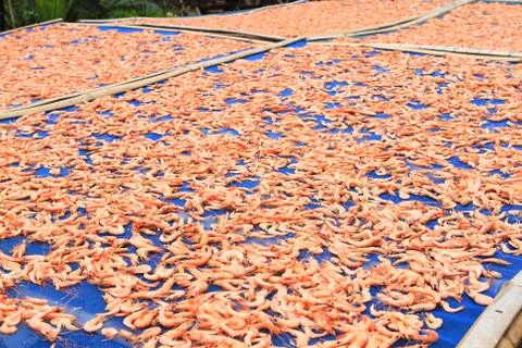 Drying shrimps . Stock Photos