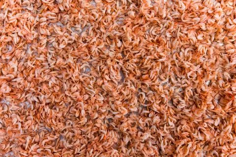 Drying shrimps Stock Photos