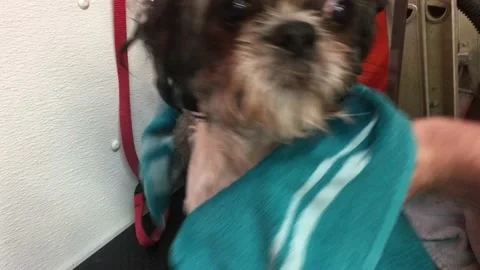 Drying Small Dog with Towel Video stock 96404269