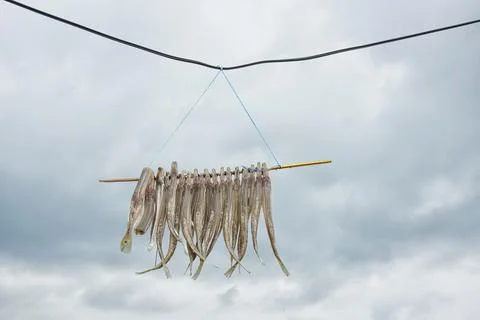 Drying small fish Stock Photos