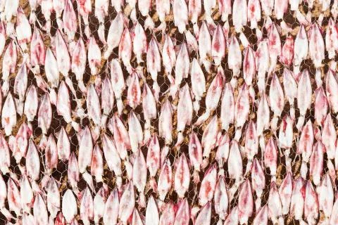 Drying squid on net Stock Photos