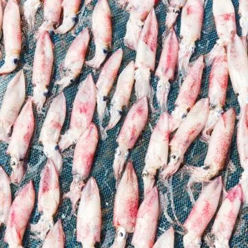 Drying squid on net Stock Photos